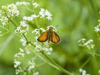 Thymelicus lineola 17, Zwartsprietdikkopje, male, Saxifraga-Marijke Verhagen