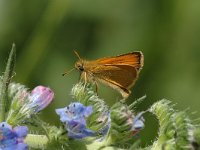 Thymelicus lineola 19, Zwartsprietdikkopje, male, Saxifraga-Marijke Verhagen