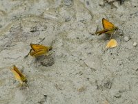 Thymelicus lineola 21, Zwartsprietdikkopje, male, Saxifraga-Marijke Verhagen