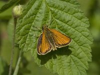 Thymelicus lineola 24, Zwartsprietdikkopje, male, Saxifraga-Jan van der Straaten