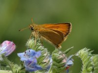 Thymelicus lineola 25, Zwartsprietdikkopje, male, Saxifraga-Jan van der Straaten