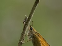 Thymelicus lineola 27, Zwartsprietdikkopje, Vlinderstichting-Henk Bosma