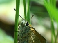 Thymelicus lineola 3, Zwartsprietdikkopje, female, laying eggs, Vlinderstichting-Theo Verstrael