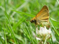 Thymelicus lineola 35, Zwartsprietdikkopje, Vlinderstichting-Henk Bosma