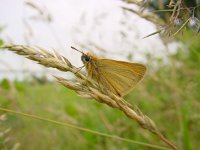 Thymelicus lineola 39, Zwartsprietdikkopje, Vlinderstichting-Henk Bosma