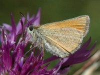 Thymelicus lineola 4, Zwartsprietdikkopje, female, Saxifraga-Jan van der Straaten