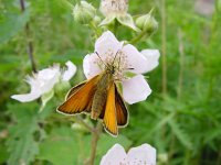 Thymelicus lineola 42, Zwartsprietdikkopje, Vlinderstichting-Henk Bosma