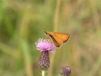 Thymelicus lineola 43, Zwartsprietdikkopje, Vlinderstichting-Kars Veling