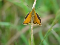 Thymelicus lineola 45, Zwartsprietdikkopje, Vlinderstichting-Henk Bosma