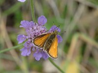 Thymelicus lineola 5, Zwartsprietdikkopje, female, Saxifraga-Jan van der Straaten