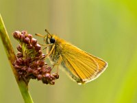 Essex skipper with green background  Essex skipper butterfly (Thymelicus lineola) Resting on a Plant with Green Background : Essex Skipper, European skipper, Netherlands, Thymelicus, Thymelicus lineola, animal, antenna, beautiful, beauty, butterfly, closeup, fauna, flower, fly, garden, grass, green, insect, macro, natural, nature, plant, skipper, spring, summer, wild, wildlife