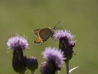 Thymelicus lineola 56, Zwartsprietdikkopje, Vlinderstichting-Henk Bosma