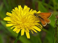 Zwartsprietdikkopje #1341 : Thymelicus lineola, Zwartsprietdikkopje