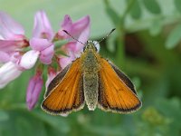 Thymelicus lineola 6, Zwartsprietdikkopje, female, Saxifraga-Jan van der Straaten