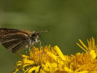 Thymelicus lineola 88, Zwartsprietdikkopje, Saxifraga-Marijke Verhagen