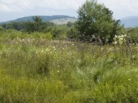 Thymelicus lineola 9, Zwartsprietdikkopje, habitat, F, Isere, St. Guillaume, Saxifraga-Jan van der Straaten