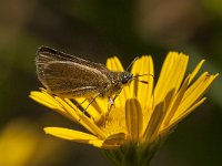 Thymelicus lineola 91, Zwartsprietdikkopje, Saxifraga-Marijke Verhagen