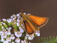 Thymelicus sylvestris 23, Geelsprietdikkopje, Vlinderstichting-Ab H Baas