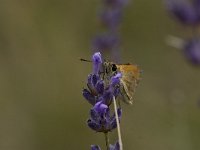 Thymelicus sylvestris 3, Geelsprietdikkopje, Vlinderstichting-Kars Veling