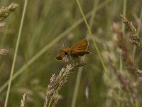 Thymelicus sylvestris 5, Geelsprietdikkopje, Vlinderstichting-Kars Veling