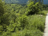 Thymelicus sylvestris 6, Geelsprietdikkopje, habitat, F, Isere, Miribel-Lanchatre, Saxifraga-Marijke Verhagen