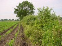 Thymelicus sylvestris 7, Geelsprietdikkopje, habitat, Vlinderstichting-Henk Bosma