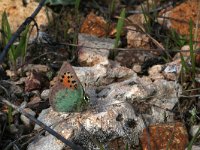 Tomares ballus 7, Groene klaverpage, Saxifraga-Kars Veling