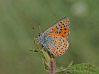 Tomares nogelii 2, Roemeense klaverpage, Vlinderstichting-Albert Vliegenthart