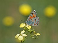 Tomares nogelii 3, Roemeense klaverpage, Vlinderstichting-Albert Vliegenthart