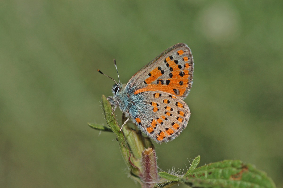 Tomares Nogelii, Nogel S Hairstreak