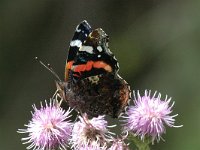 Vanessa atalanta 10, Atalanta, Saxifraga-Jan van der Straaten