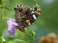 Vanessa atalanta 12, Atalanta, Vlinderstichting-Henk Bosma