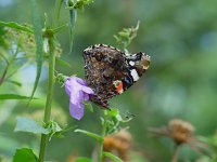 Vanessa atalanta 14, Atalanta, Vlinderstichting-Henk Bosma