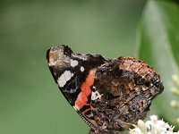 Vanessa atalanta 15, Atalanta, Saxifraga-Jaap Schelvis