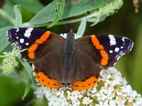 Vanessa atalanta 17, Atalanta, Vlinderstichting-Henk Bosma