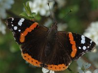 Vanessa atalanta 22, Atalanta, Vlinderstichting-Joost Uittenbogaard