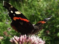 Vanessa atalanta 26, Atalanta, Saxifraga-Frank Dorsman  Vanessa atalanta, AtalantaAW-duinen 010911