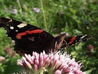 Vanessa atalanta 27, Atalanta, Saxifraga-Frank Dorsman  Vanessa atalanta, AtalantaAW-duinen 010911