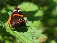 Vanessa atalanta 28, Atalanta, Saxifraga-Rudmer Zwerver