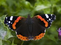 Vanessa atalanta 30, Atalanta, Saxifraga-Rik Kruit