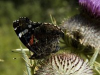 Vanessa atalanta 31, Atalanta, Saxifraga-Marijke Verhagen