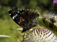 Vanessa atalanta 32, Atalanta, Saxifraga-Marijke Verhagen