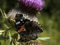 Vanessa atalanta 33, Atalanta, Saxifraga-Marijke Verhagen