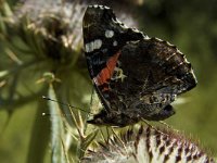 Vanessa atalanta 35, Atalanta, Saxifraga-Marijke Verhagen