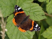 Vanessa atalanta 36, Atalanta, Saxifraga-Ab H Baas