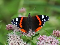 Vanessa atalanta 39, Atalanta, Saxifraga-Bart Vastenhouw