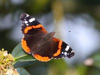 Vanessa atalanta 40, Atalanta, Saxifraga-Bart Vastenhouw