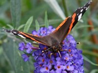 Vanessa atalanta 42, Atalanta, Saxifraga-Ab H Baas