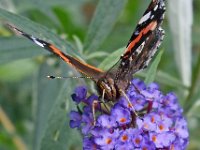 Vanessa atalanta 43, Atalanta, Saxifraga-Ab H Baas