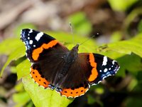 Vanessa atalanta 44, Atalanta, Saxifraga-Bart Vastenhouw